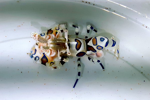 Hymenocera Elegans Harlequin Shrimp 120zl