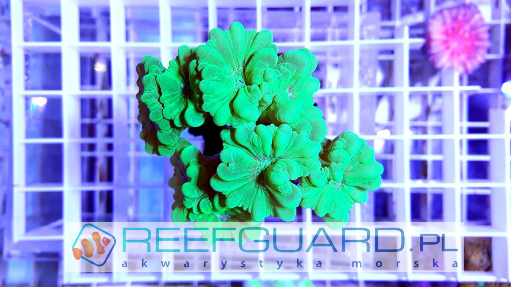 Caulastrea Green Reefguard