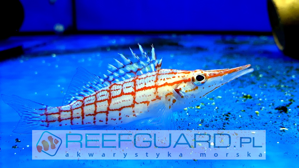 Oxycirrhites Typus Reefguard