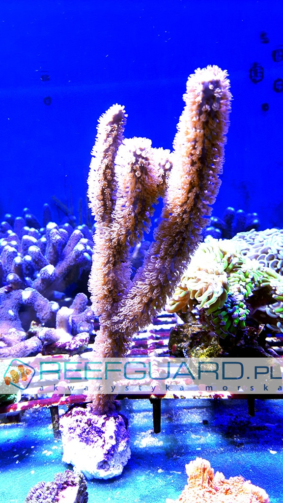 Plexaurella Gorgonia Reefguard Szczecin