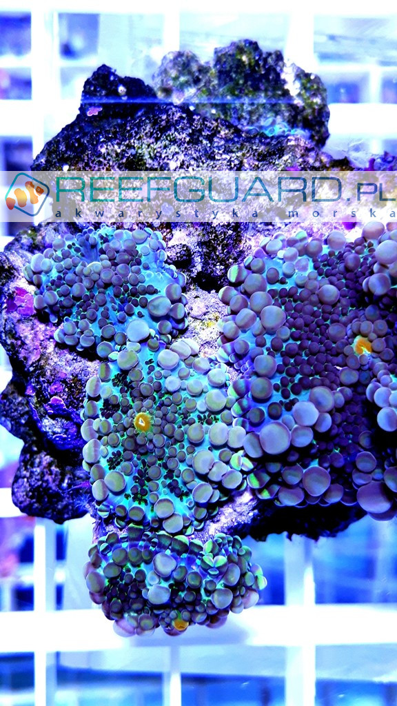 Ricordea Yuma Blue Reefguard