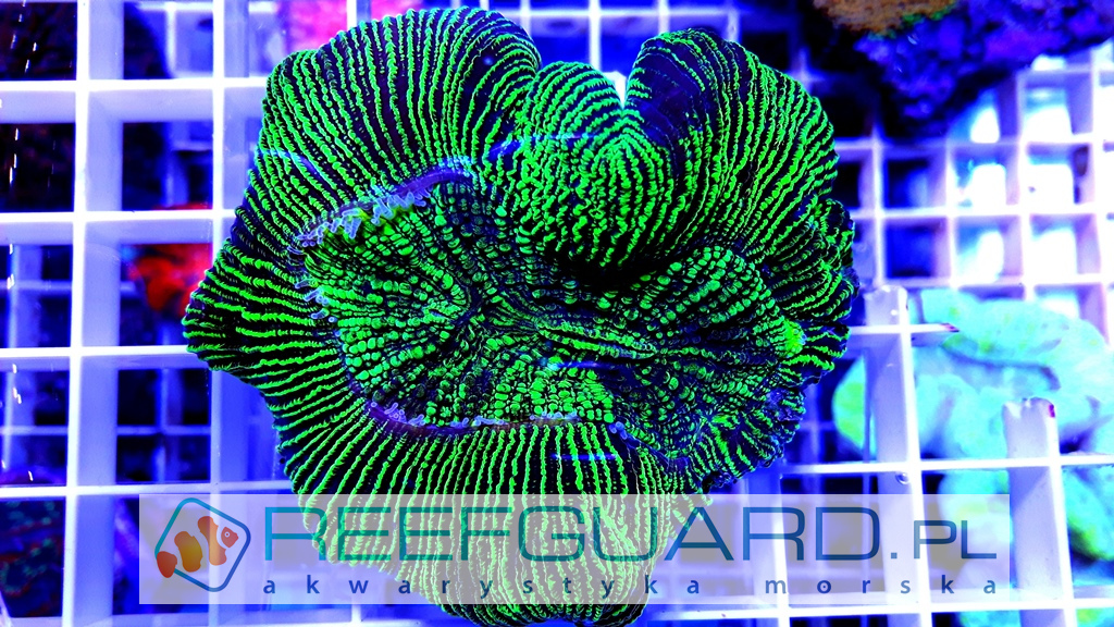 Trachyphyllia Green Reefguard