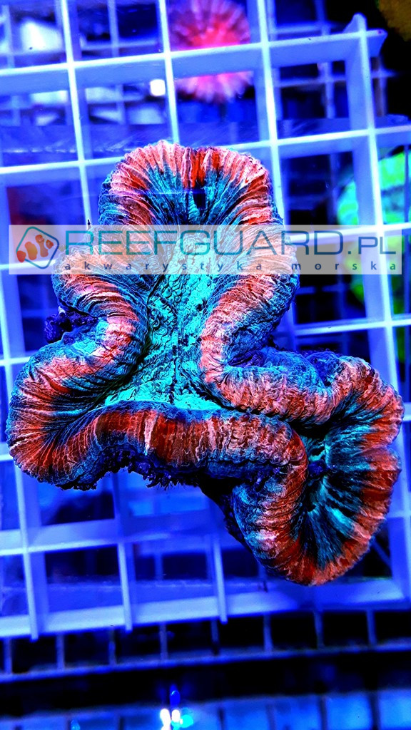 Trachyphyllia Spp Red Rim Reefguard