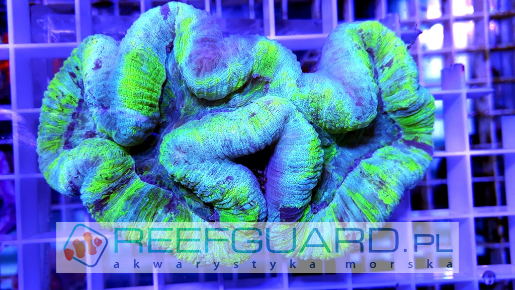 Trachyphyllia Spp Ultra Green Reefguard